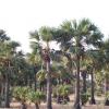 Panaiyur Village Palm Trees