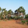 Panaiyur Village Palm Trees Theri