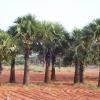 Panaiyur Village Palm Trees Plantations In Thoothukudi Dist