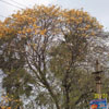 Tree view at Tuticorin