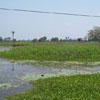 Tuticorin district Korkai pond view