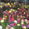 Dahlia flowers from Flower Show Thrissur
