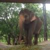 Elephant at the zoo, Tirupathi