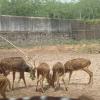 A herd of Deer at Tiruchanur Zoo