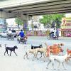 Street dogs roaming on the roads of Nellai