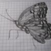Butterfly -an ultimate drawing