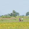Farmers near Ujjain