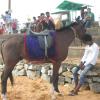 Horse in Sangumugham, Thiruvananthapuram