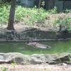 A Hippopotamus in Zoo ,Thiruvananthapuram