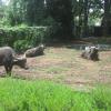 Grazing Animals in Zoo ,Thiruvananthapuram
