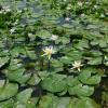 Lilly flowers at lake, Wayanad