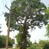Big Tree at Elagiri Hills