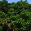 Densely grown huge tree at Yelagiri road