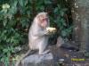 Monkey Eating Sweet Corn at Yercaud