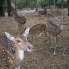 Deer park at Yercaud