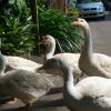Swans walking at Anna Park Yercaud
