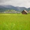 Apatani Rice Plains
