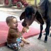A baby feeding Roti to a cow