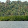 Deep forest in Bara tang, Andaman