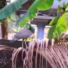 A Peahen on the Wall-Top in Adat
