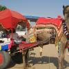 Camel Ride - Ajmer