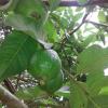 Natural Fruit Guava in Akathethara, Palakkad