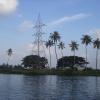 Palm trees near kerala backwaters