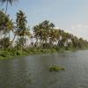 Palm trees at backwaters of kerala
