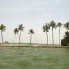 Scene of Coconut Trees near Alappuzha Lake
