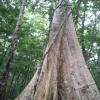 The Big tree was found near Alappuzha kerala