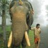 Mahout and Elephant in Kerala