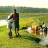 Milk vendor and cow bathing - the rural life in Kerala