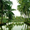 Back waters surrounded by the coconut trees