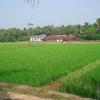 Traditional kerala house between the green fields