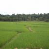 Paddy field in Alappuzha