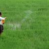 Man spraying medicine on Paddy Fields in Alappuzha
