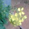 Mustard Flower in Ambathurai