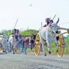 Bull Racing Game in Ammapati