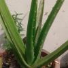 Medicinal Plant Aloe Vera, Anad