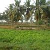 View of Pond Surrounding Coconut Tree, Chittoor