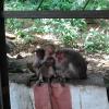 Monkeys are Sleeping in Sholingur Temple