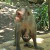 Monkey near Bora Caves