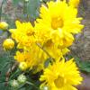 Beautiful Yellow Flower at Aralvaimozhi
