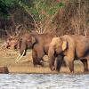 Elephants looking for drinking water in Arasalur
