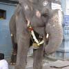 Manakula Vinayagar Temple Elephant