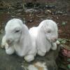 Two Cute Small Goat