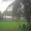 Green paddy fields of Kerala