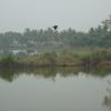 Natural View of Pond, Trees and Birds in Balasore