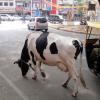 Cows In The Streets of Bangalore