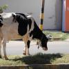 Cows Grazing in Bangalore